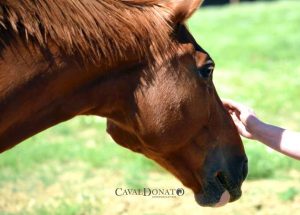 15423722_1663301837300536_442670634_n