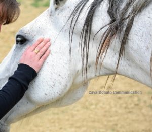 "Dimmi come monti, ti dirò chi sei": su alcuni temperamenti dei cavalieri 11