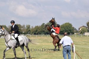 "Dimmi come monti, ti dirò chi sei": su alcuni temperamenti dei cavalieri 1