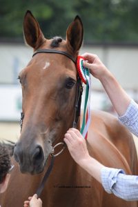 Sul progetto per la valorizzazione del cavallo italiano FISE-MiPAAF 1