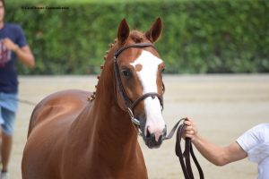 Sul progetto per la valorizzazione del cavallo italiano FISE-MiPAAF