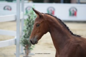 Sul progetto per la valorizzazione del cavallo italiano FISE-MiPAAF 3