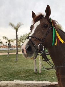 Bozza automatica 135