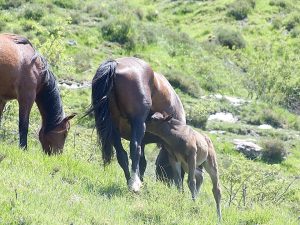 Bozza automatica 167