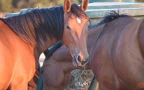 Segni particolari? Le macchie bianche sul viso del cavallo