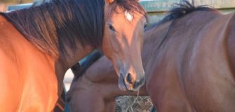 Segni particolari? Le macchie bianche sul viso del cavallo