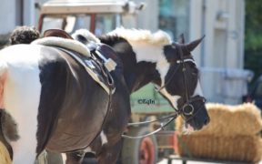 Sei un cavaliere se... (“Hey, you’ve got swag!”)