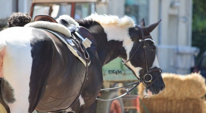 Sei un cavaliere se... (“Hey, you’ve got swag!”)