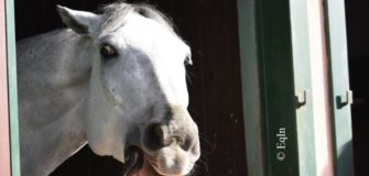 Cavalli dalle forti personalità: e il tuo, a quale tipologia è riconducibile?