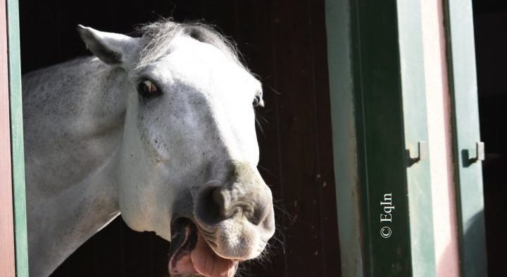 Cavalli dalle forti personalità: e il tuo, a quale tipologia è riconducibile?