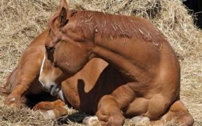 La colica nel cavallo: segni di riconoscimento e precauzioni da adottare