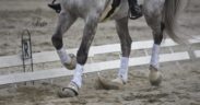 La sobbattitura, trauma che determina zoppia: che cos'è e cosa fare