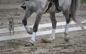 La sobbattitura, trauma che determina zoppia: che cos'è e cosa fare