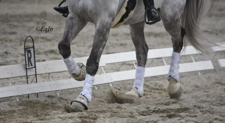 La sobbattitura, trauma che determina zoppia: che cos'è e cosa fare
