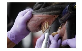 Nel controllo della bocca del cavallo si trova uno dei segreti del suo benessere