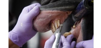 Nel controllo della bocca del cavallo si trova uno dei segreti del suo benessere