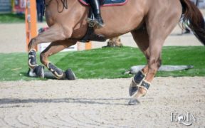 Qualità del terreno di lavoro e salute del cavallo: alcune considerazioni