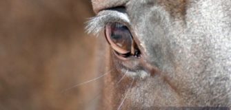 Ma vedi quello che vedo io? Nuovi colori degli ostacoli aiuteranno i cavalli