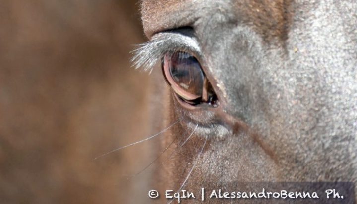 Ma vedi quello che vedo io? Nuovi colori degli ostacoli aiuteranno i cavalli