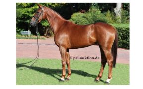 P.S.I. Auction, acquisti americani da capogiro: una figlia di Stakkato a 2,4 milioni di euro, un figlio di Vivaldi ad 1,2