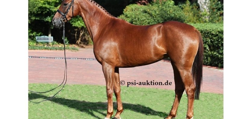 P.S.I. Auction, acquisti americani da capogiro: una figlia di Stakkato a 2,4 milioni di euro, un figlio di Vivaldi ad 1,2