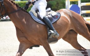 Accordo Mipaaft-Fise: verso lo sviluppo e la valorizzazione del cavallo sportivo italiano 1