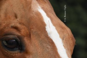 Agopuntura ed altre tecniche terapeutiche non invasive per il cavallo: scopriamo qualcosa di più 1