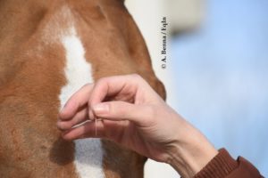 Agopuntura ed altre tecniche terapeutiche non invasive per il cavallo: scopriamo qualcosa di più