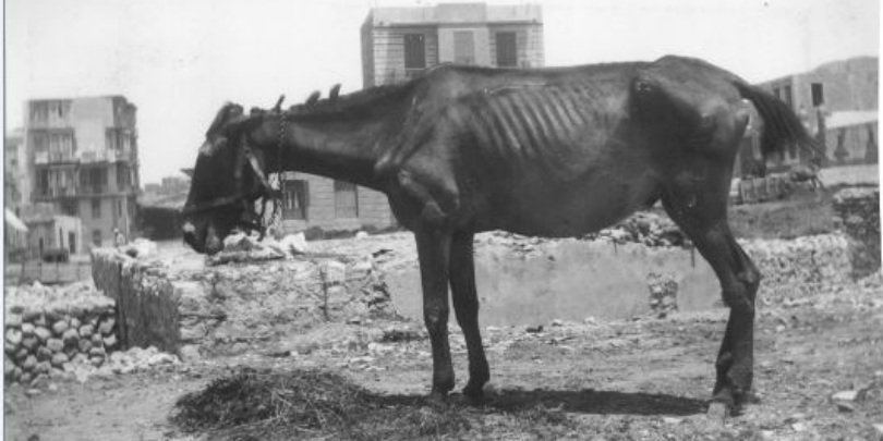 Голодная лошадь. Башкирская лошадь 1930 годы.