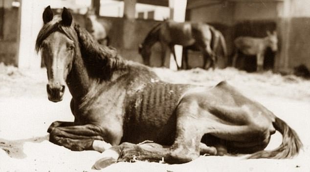 Doroty Brooke: la compassione è la chiave. La meravigliosa storia dell'angelo dei War Horses