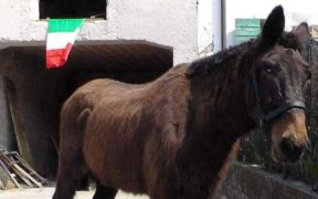 Iroso: l'ultimo mulo alpino