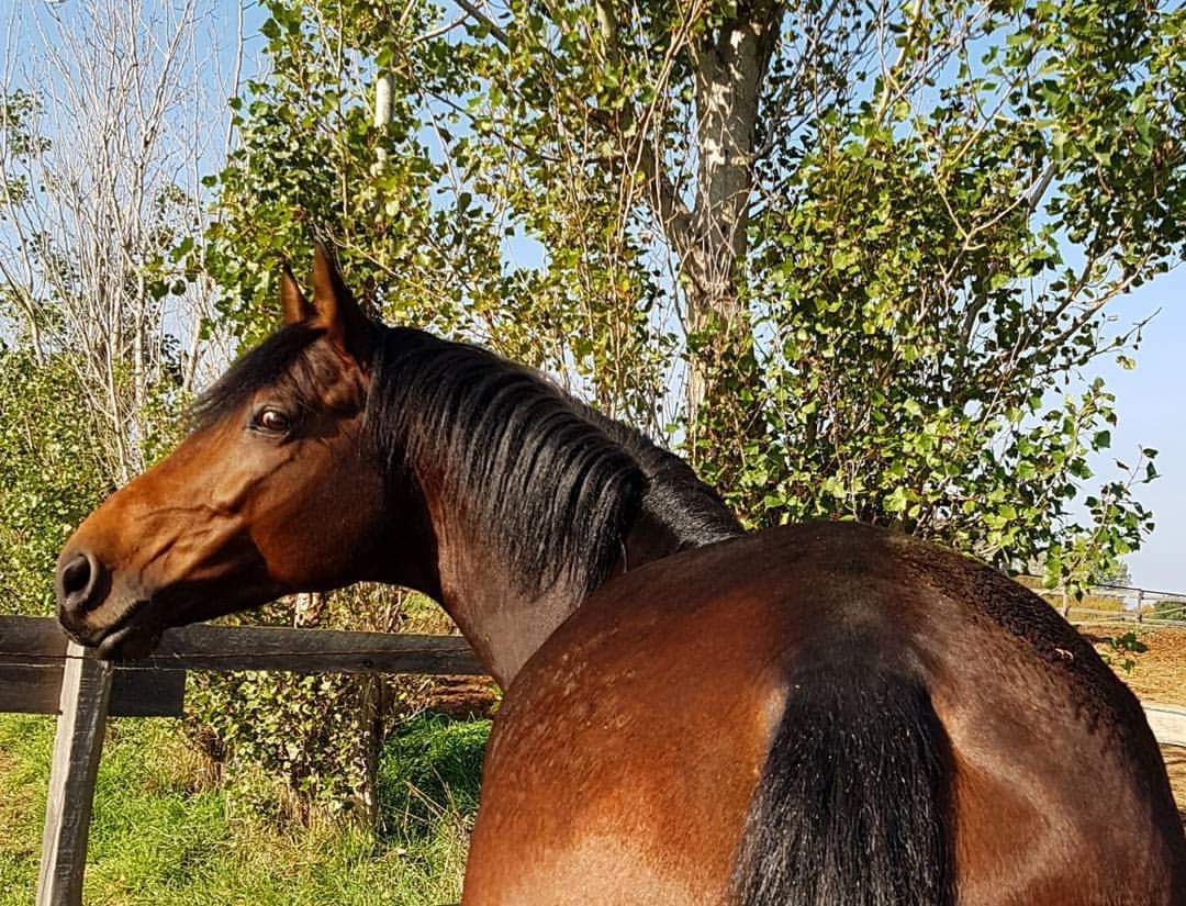 La bella storia di Flubber della Corte 2