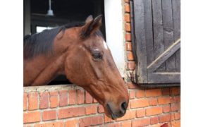 Lianos, in memoriam. Le parole di Vittorio Orlandi, Nelly Mancinelli e Rodrigo Pessoa 3