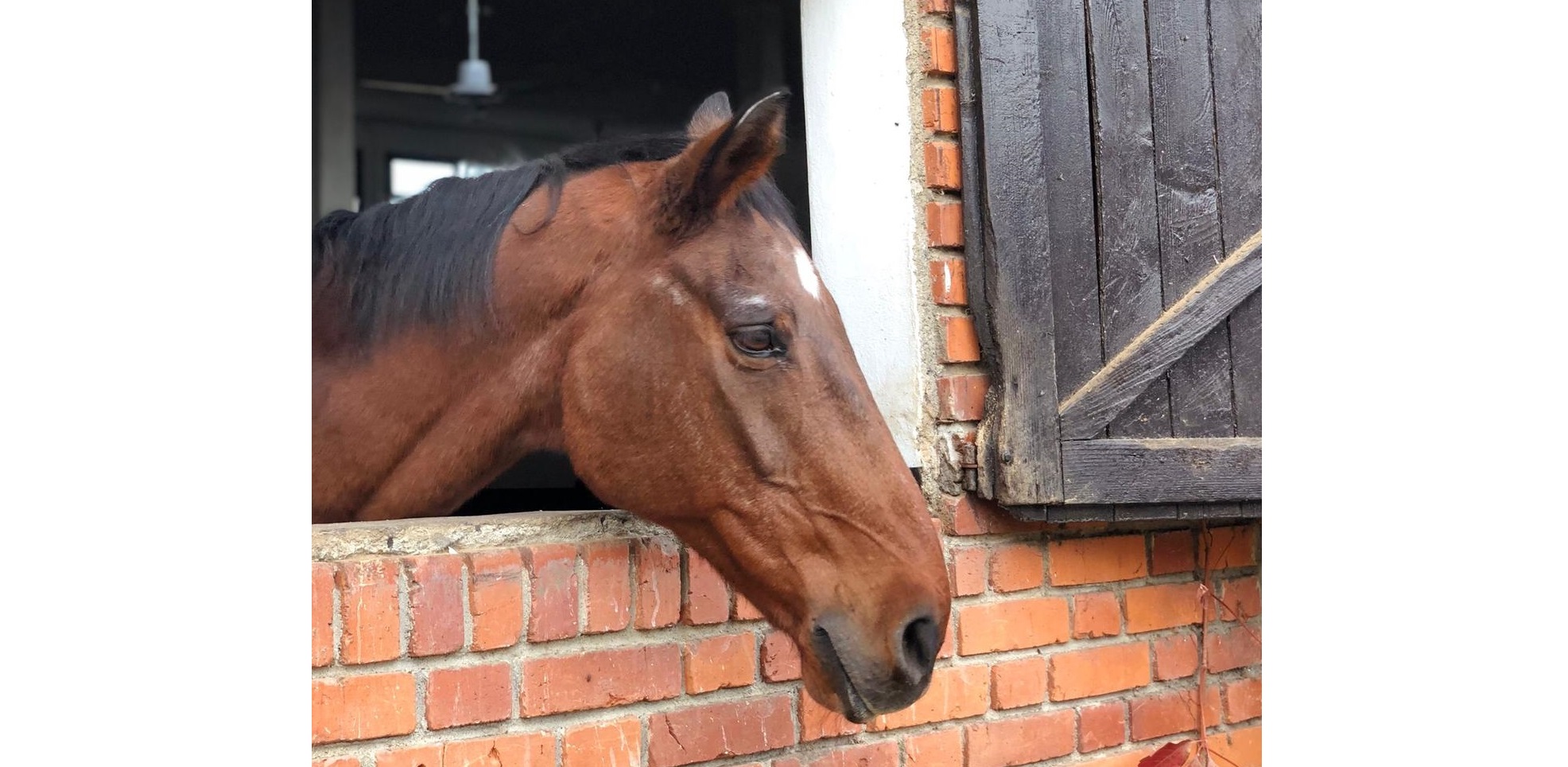 Lianos, in memoriam. Le parole di Vittorio Orlandi, Nelly Mancinelli e Rodrigo Pessoa 3