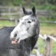 Masticare e leccare: che cosa significa veramente per il cavallo?