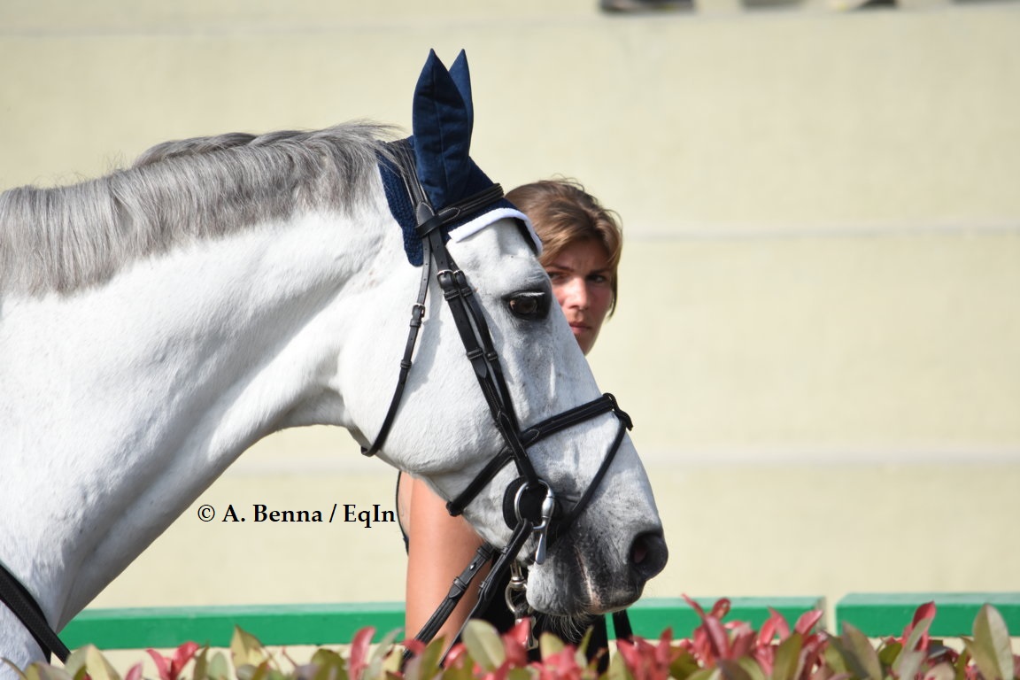 Quando considerare anziano il cavallo?