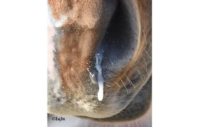 Epidemia di influenza equina, le linee guida della FEI