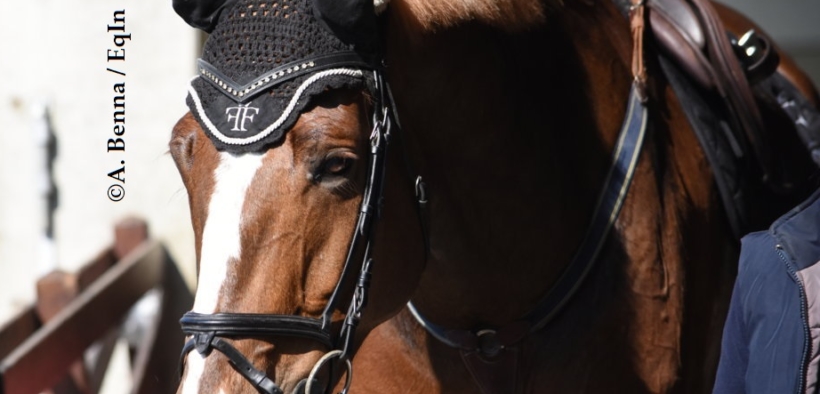 Non un'ASD ma una scuola di equitazione: grosso guaio a Foligno