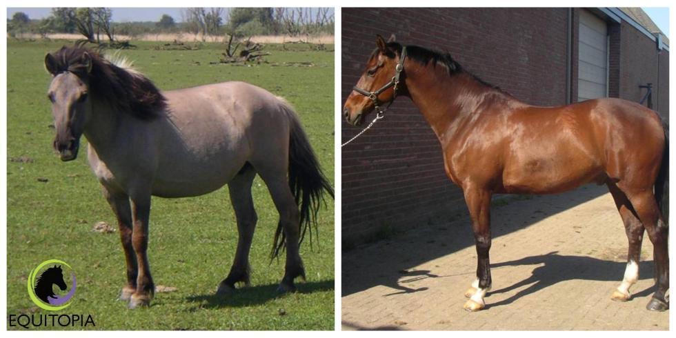 Il prezzo pagato per cavalli da spettacolo