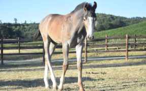 Il prezzo pagato per cavalli selezionati con movimenti spettacolari