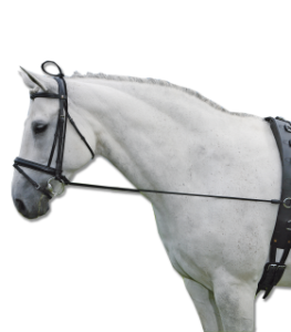 Parliamo di redini ausiliarie, visto che tanto le amate | Secondo Vedani (audio) 4