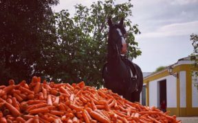 Carote e dolcetti ai cavalli? Certo, ma con moderazione