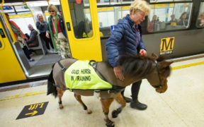 Digby, il 1° mini horse-guida in metropolitana!