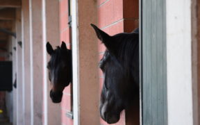 E' meraviglioso avere un cavallo? Ecco alcune verità che solo gli equestrians capiranno