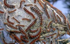 Achtung! Effetti sul cavallo dell'avvelenamento da processionaria