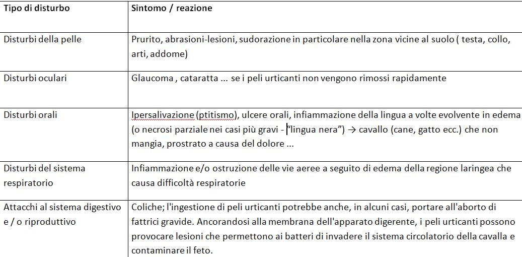 Achtung horses & dogs...! Ecco cosa dobbiamo sapere sull'avvelenamento da processionaria