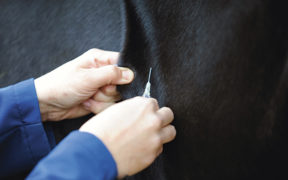 Anche la sinefrina tra le sostanze proibite per i cavalli