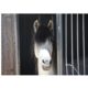 Diritto Equestre: e se il proprietario del cavallo sparisce? 1