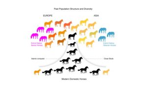 Il DNA del cavallo antico racconta: resistenza al posto della velocità, meno difetti congeniti