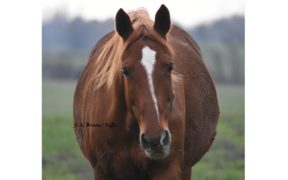 Il tuo pony/cavallo è sovrappeso-obeso? Come lo si stabilisce?